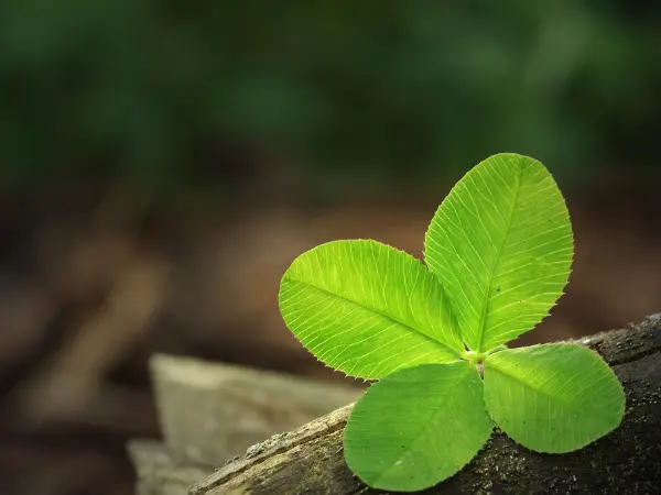 四毒抜き再開後のまとめ